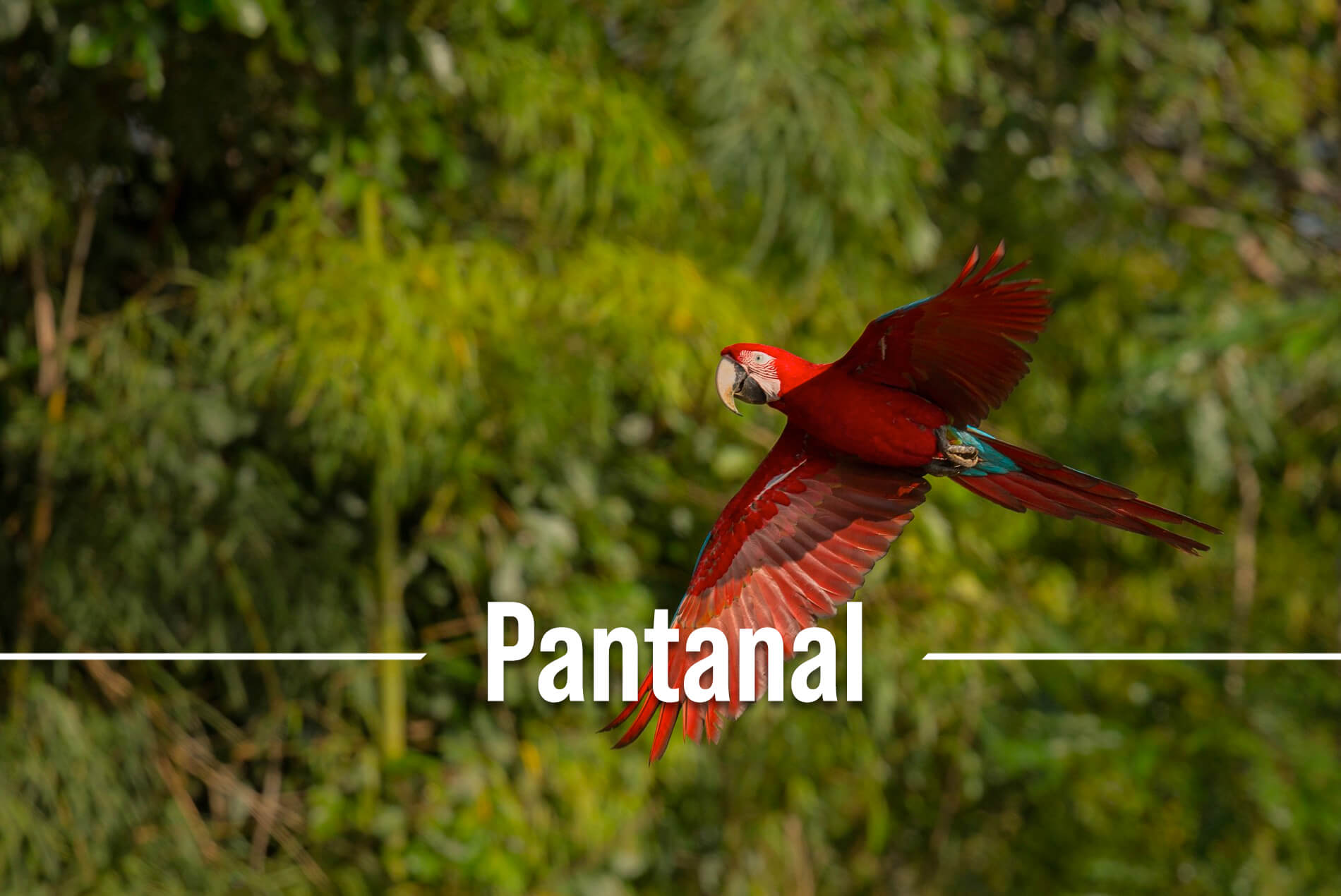 Pantanal matogrossense