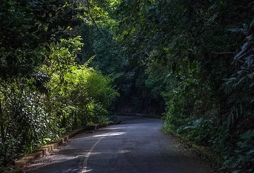 Floresta da Tijuca