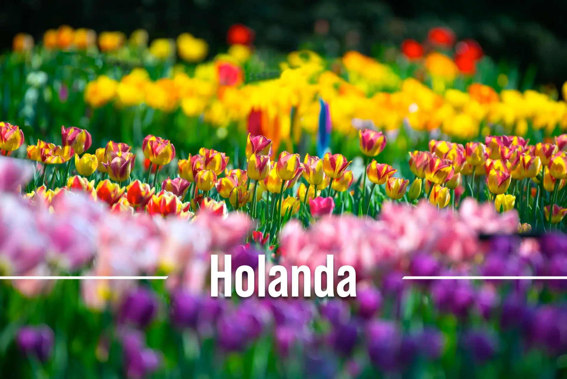 Holanda